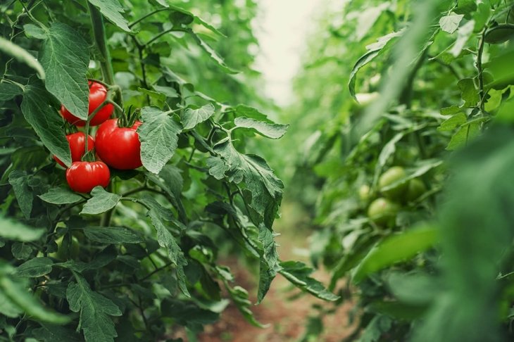 10 Things You Should Know About Companion Planting
