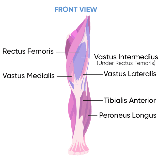 front view of leg muscles illustration