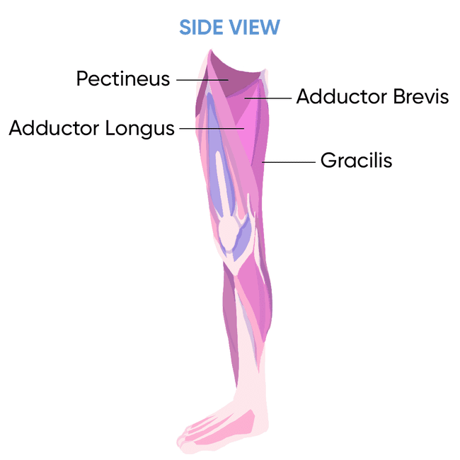 side view leg muscles illustration