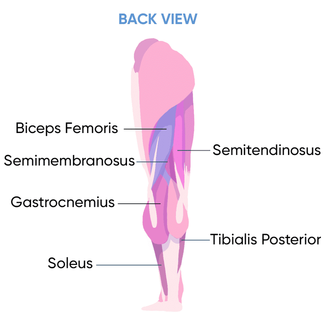 back view leg muscles illustration