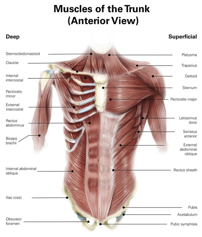 anatomy diagram showing every type of abs muscle