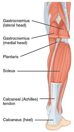 What You Need to Know About Ankle Mobility and Your Heart